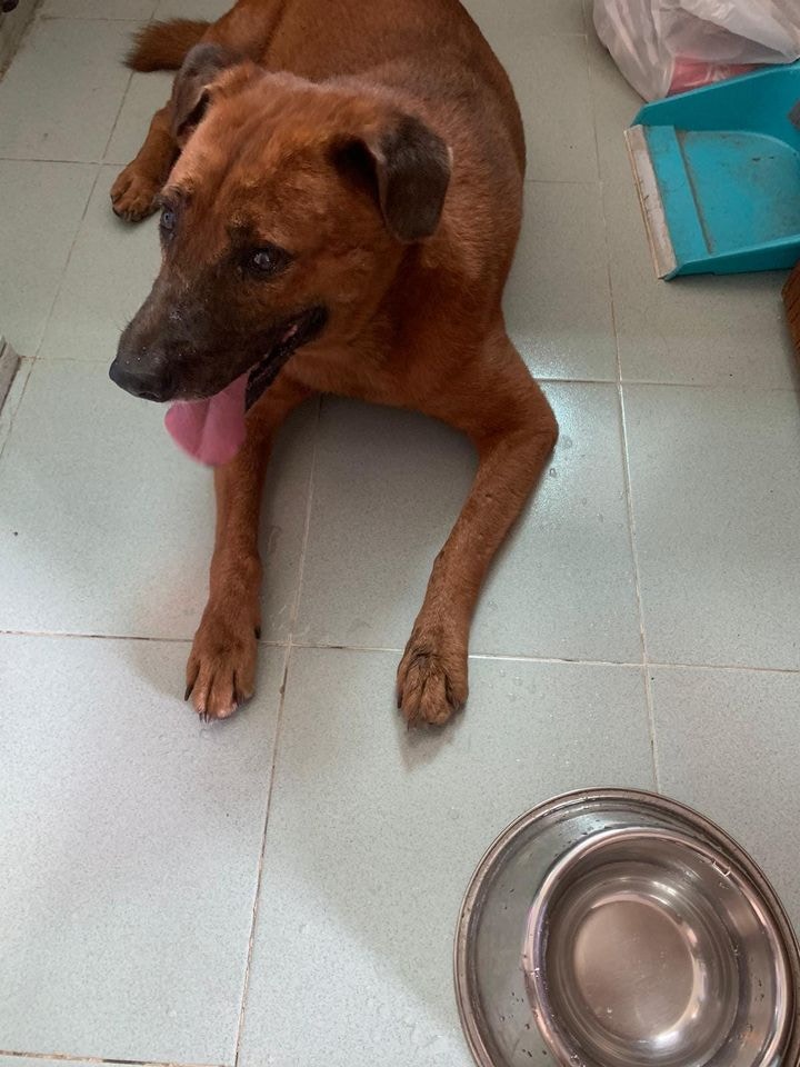 毛守發現啡毛身上植有晶片，惟一直未能聯絡上晶片主人。（Facebook@毛孩守護者）