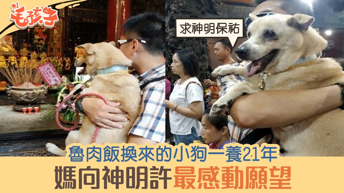 【流浪狗】魯肉飯換浪浪帶回家 一養21年媽向神明許最感動願望 【流浪狗】魯肉飯換浪浪帶回家 一養21年媽向神明許最感動願望