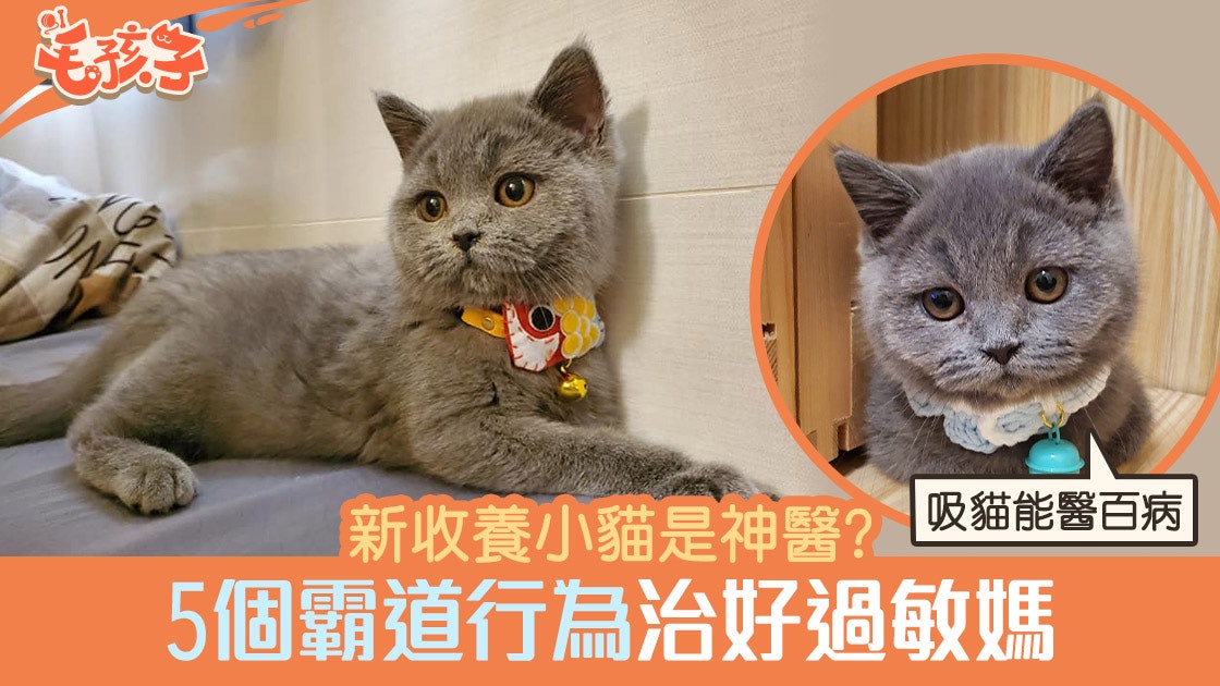 英國短毛貓 過敏港媽發夢被欽點成貓奴喵5個行為神奇把她醫好 香港01 寵物