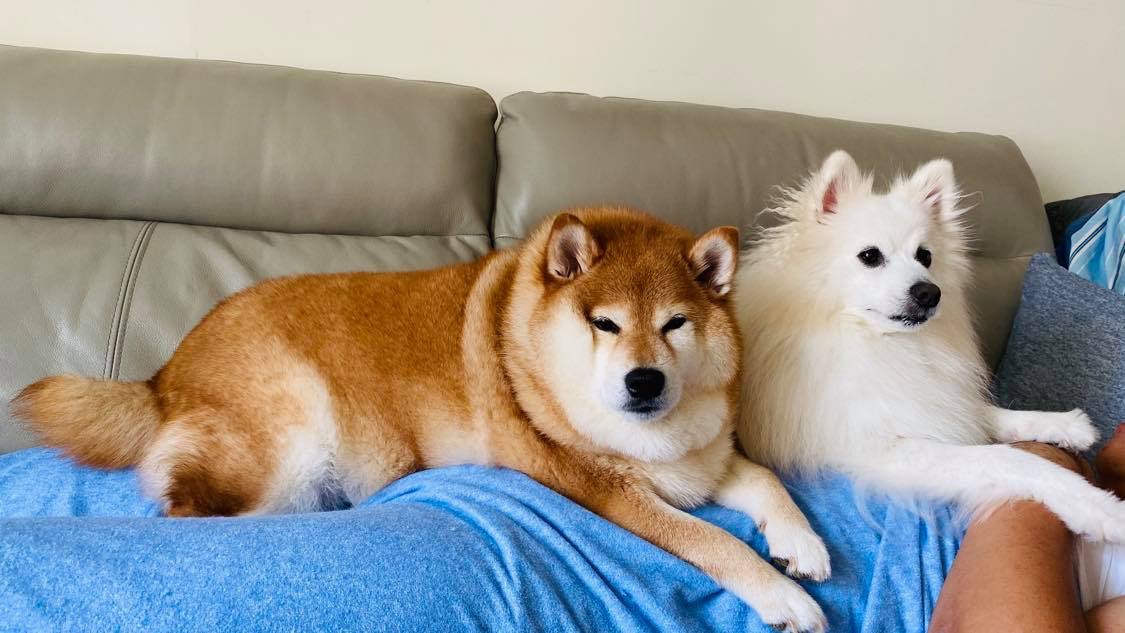 柴犬/銀狐│爸每天睡醒肌肉痛還跑去看醫生媽亮偷拍照真相大白