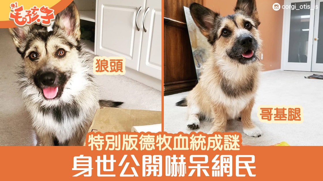 德國牧羊犬特別版 狼面加上哥基短腿爸公開真實身份網民嚇呆 香港01 寵物