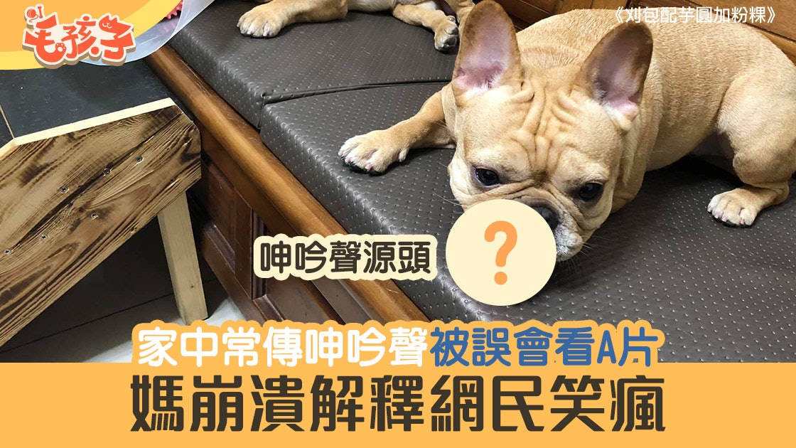 家中常發出 嗯嗯 呻吟聲被鄰居誤會看a片法鬥幫尷尬媽解圍 香港01 寵物
