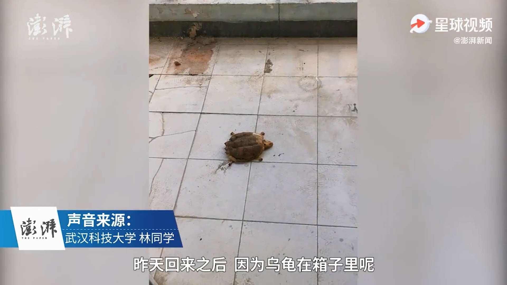武漢科技大學一名學生時隔約8個月後才返校,發現寵物龜已經乾死,僅剩骨架。(影片截圖) 武漢科技大學一名學生時隔約8個月後才返校,發現寵物龜已經乾死,僅剩骨架。(影片截圖)