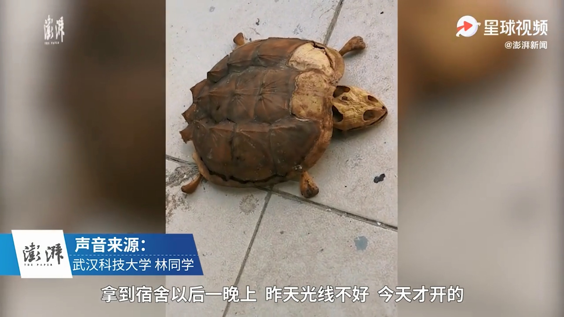 武漢科技大學一名學生時隔約8個月後才返校,發現寵物龜已經乾死,僅剩骨架。(影片截圖) 武漢科技大學一名學生時隔約8個月後才返校,發現寵物龜已經乾死,僅剩骨架。(影片截圖)