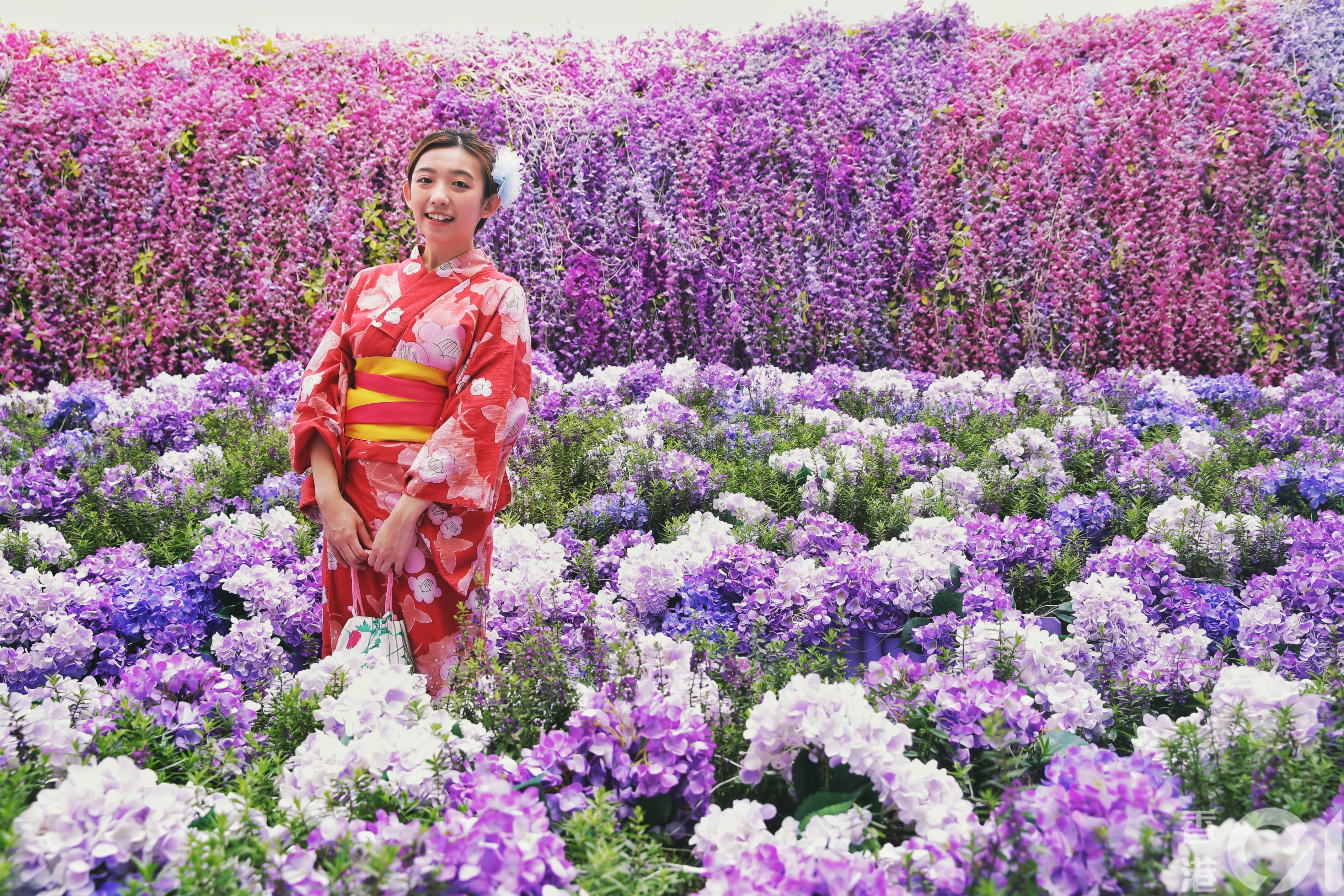 北角匯3000呎紫藤花海打卡必睇5大要點紫色隧道呃like 4個技巧 331home Com乱色 天天高清 女集中营电影