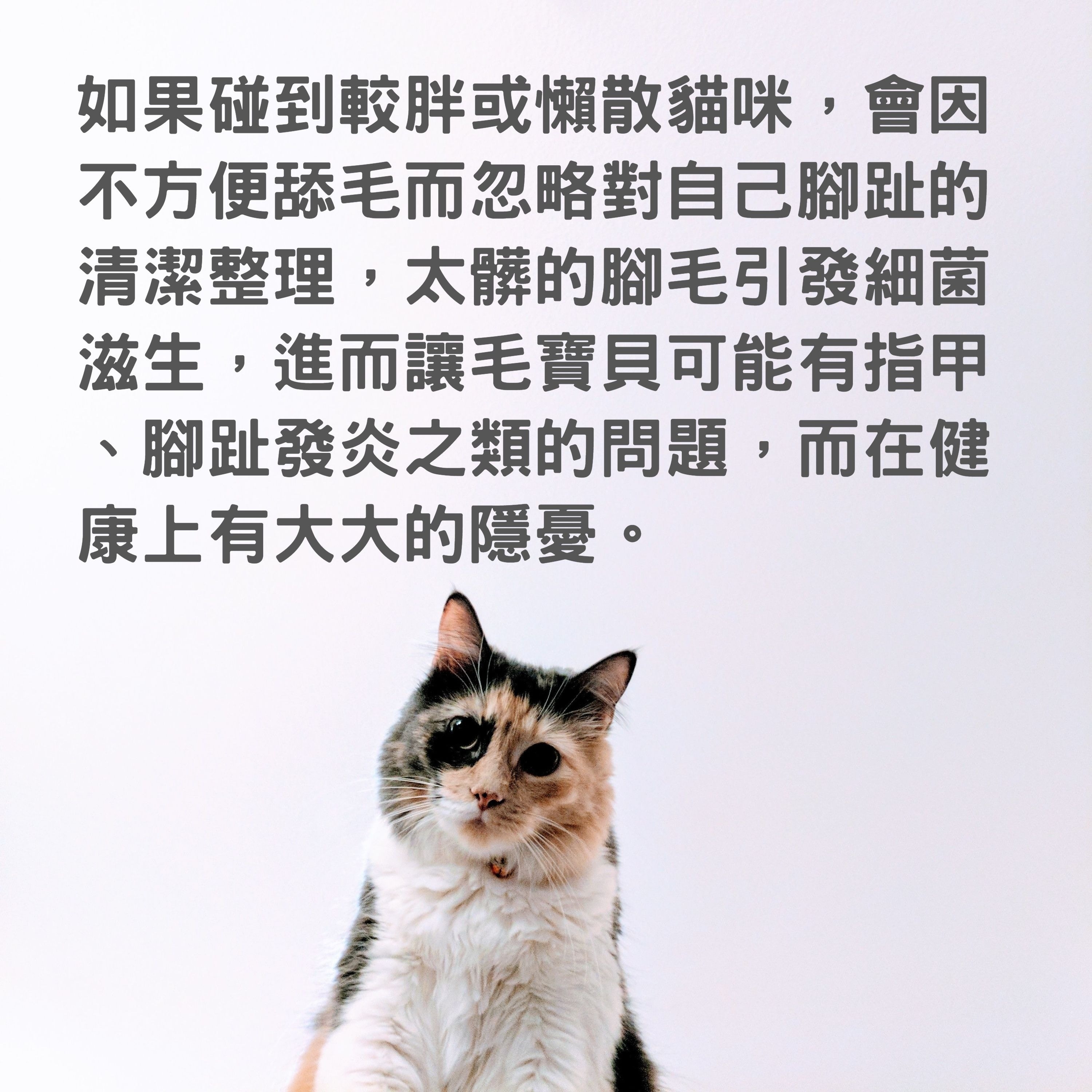 貓毛 貓肉球都要剃毛 剃貓毛入門教學4個方法輕鬆固定主子 貓毛 貓肉球都要剃毛 剃貓毛入門教學4個方法輕鬆固定主子