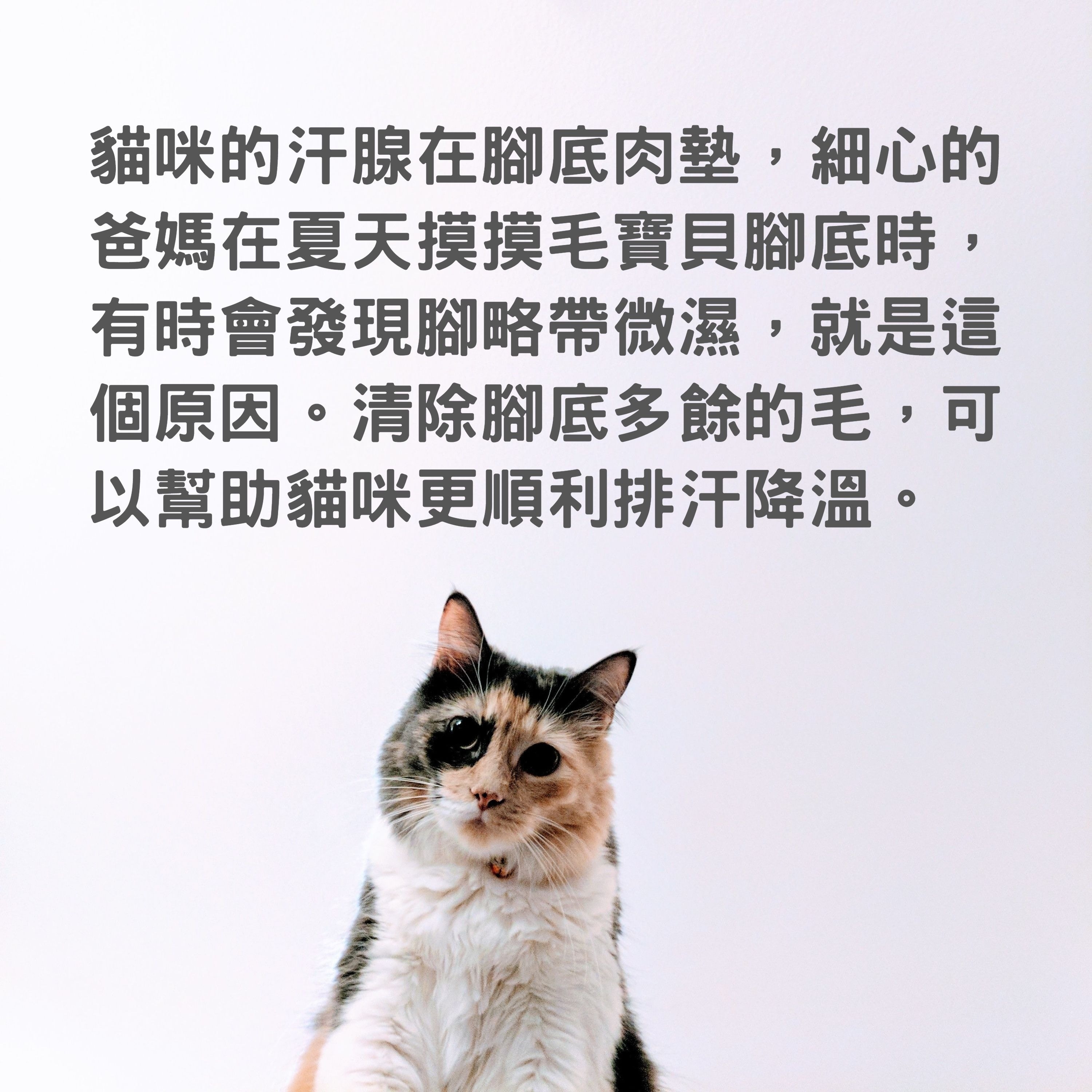 貓毛 貓肉球都要剃毛 剃貓毛入門教學4個方法輕鬆固定主子 香港01 寵物