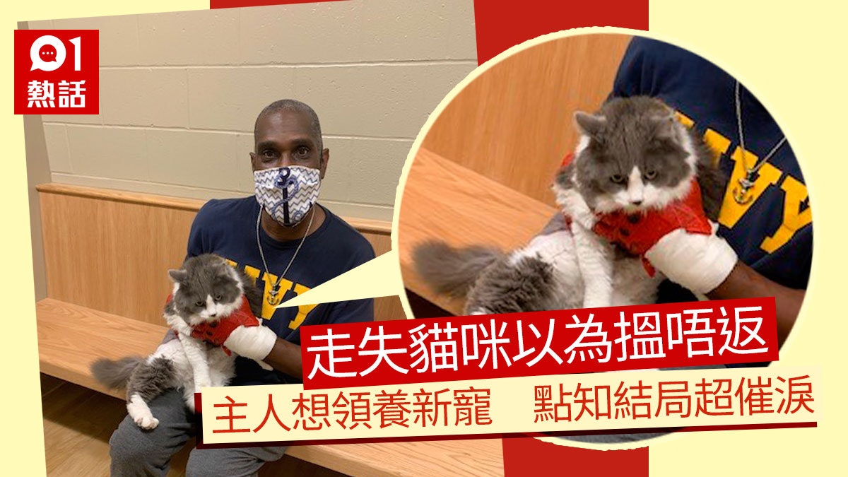 主人走失貓咪超心痛到收容所另覓愛寵意外結局超感動 主人走失貓咪超心痛到收容所另覓愛寵意外結局超感動