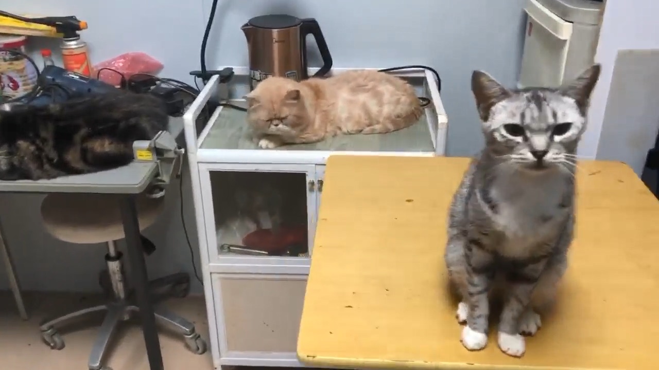 貓咪各自霸佔單位各處休息,即使面對陌生人,也沒有作出攻擊。(facebook圖片:毛孩守護者) 貓咪各自霸佔單位各處休息,即使面對陌生人,也沒有作出攻擊。(facebook圖片:毛孩守護者)