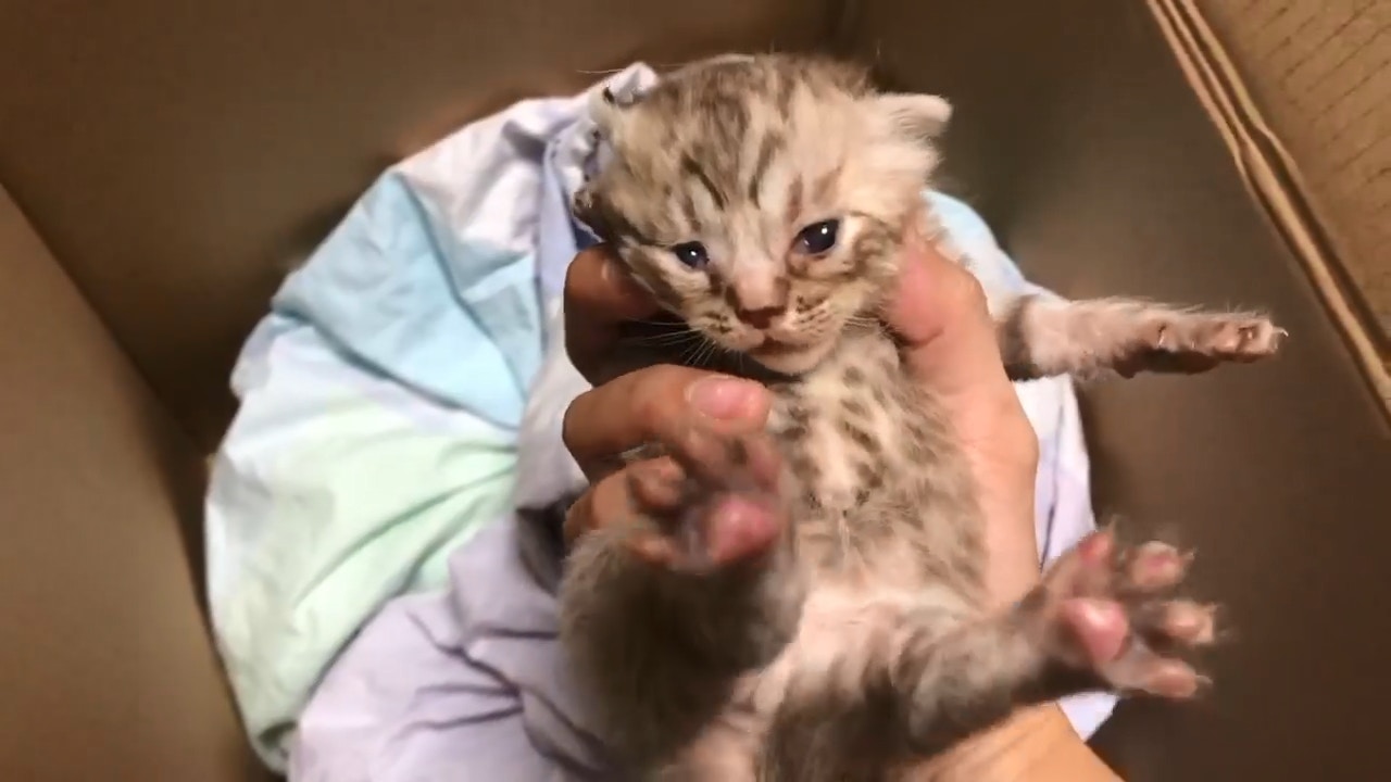 剛張開眼睛。(facebook影片截圖:毛孩守護者) 剛張開眼睛。(facebook影片截圖:毛孩守護者)