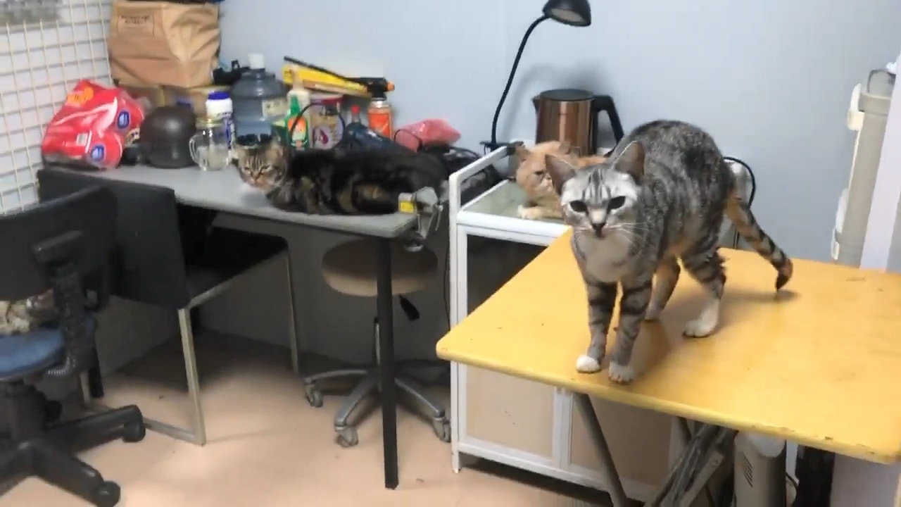 獨居伯伯在屋內養了21隻貓。(facebook影片截圖:毛孩守護者) 獨居伯伯在屋內養了21隻貓。(facebook影片截圖:毛孩守護者)