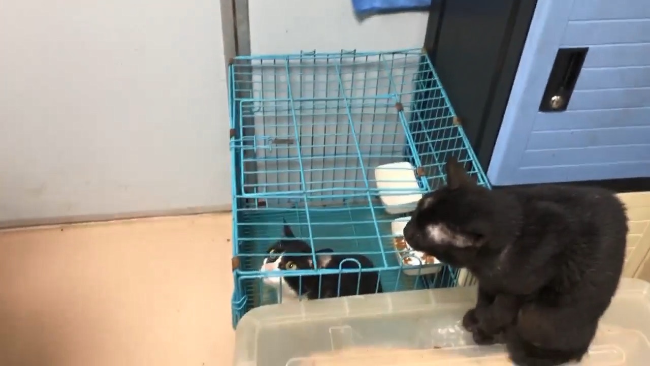 其中有一隻住在貓籠。(facebook影片截圖:毛孩守護者) 其中有一隻住在貓籠。(facebook影片截圖:毛孩守護者)