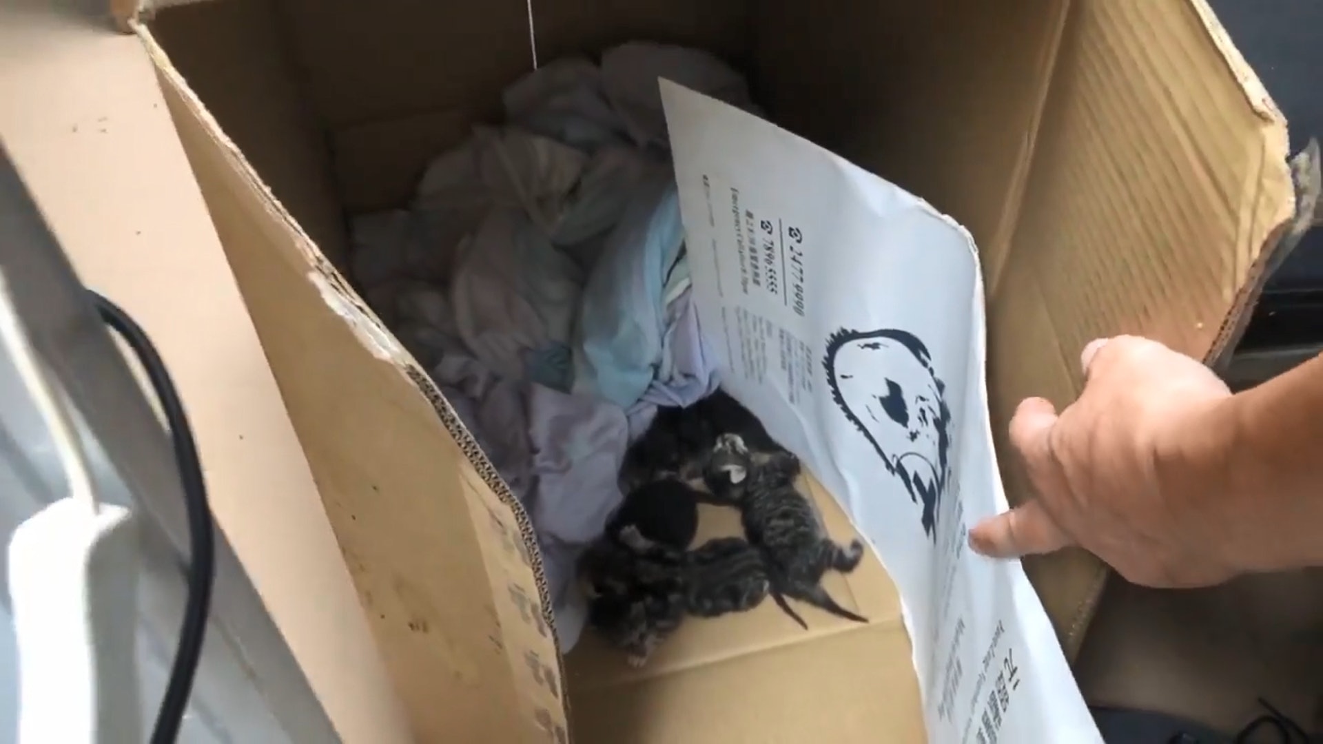 其中一個紙箱有1窩小貓。(facebook影片截圖:毛孩守護者) 其中一個紙箱有1窩小貓。(facebook影片截圖:毛孩守護者)