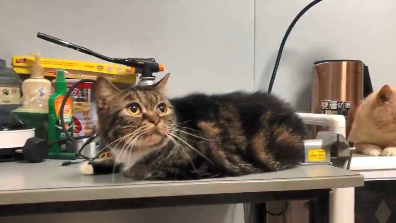 即使有陌生人來訪,貓咪亦毫不怕人。(facebook影片截圖:毛孩守護者) 即使有陌生人來訪,貓咪亦毫不怕人。(facebook影片截圖:毛孩守護者)