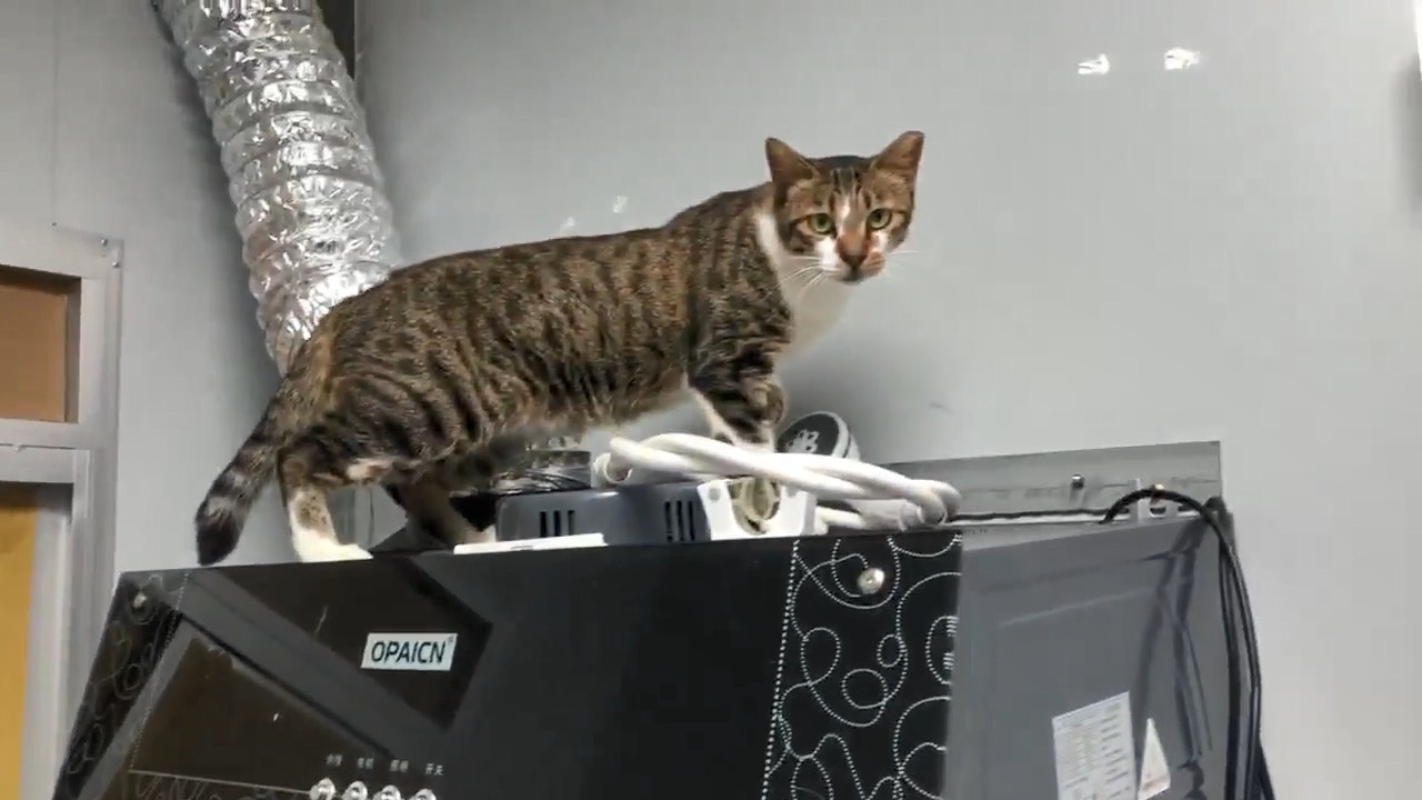 當中大部份為唐貓(facebook影片截圖:毛孩守護者) 當中大部份為唐貓(facebook影片截圖:毛孩守護者)