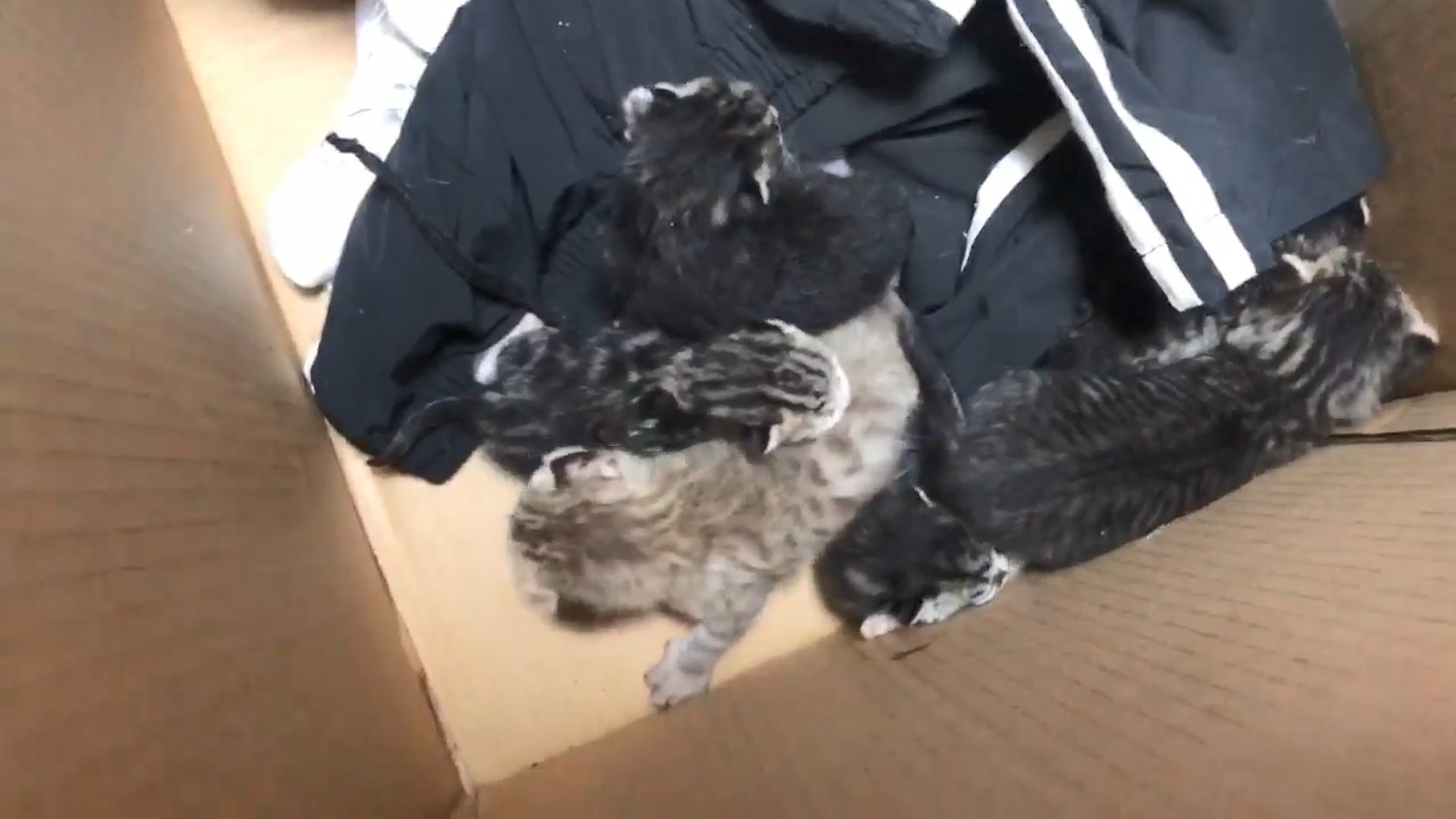 小貓一共有5隻。(facebook影片截圖:毛孩守護者) 小貓一共有5隻。(facebook影片截圖:毛孩守護者)