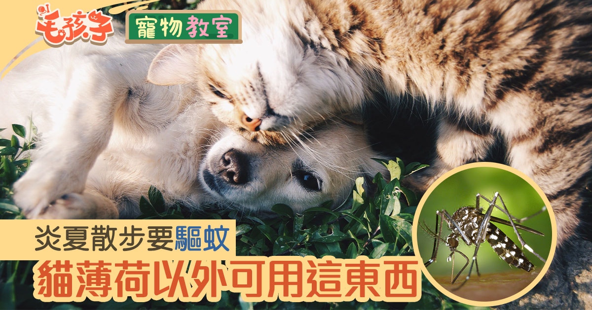 心絲蟲|散步拒絕蚊怕水!這款驅蟲神器效果更佳不傷又舒壓|香港01|寵物
