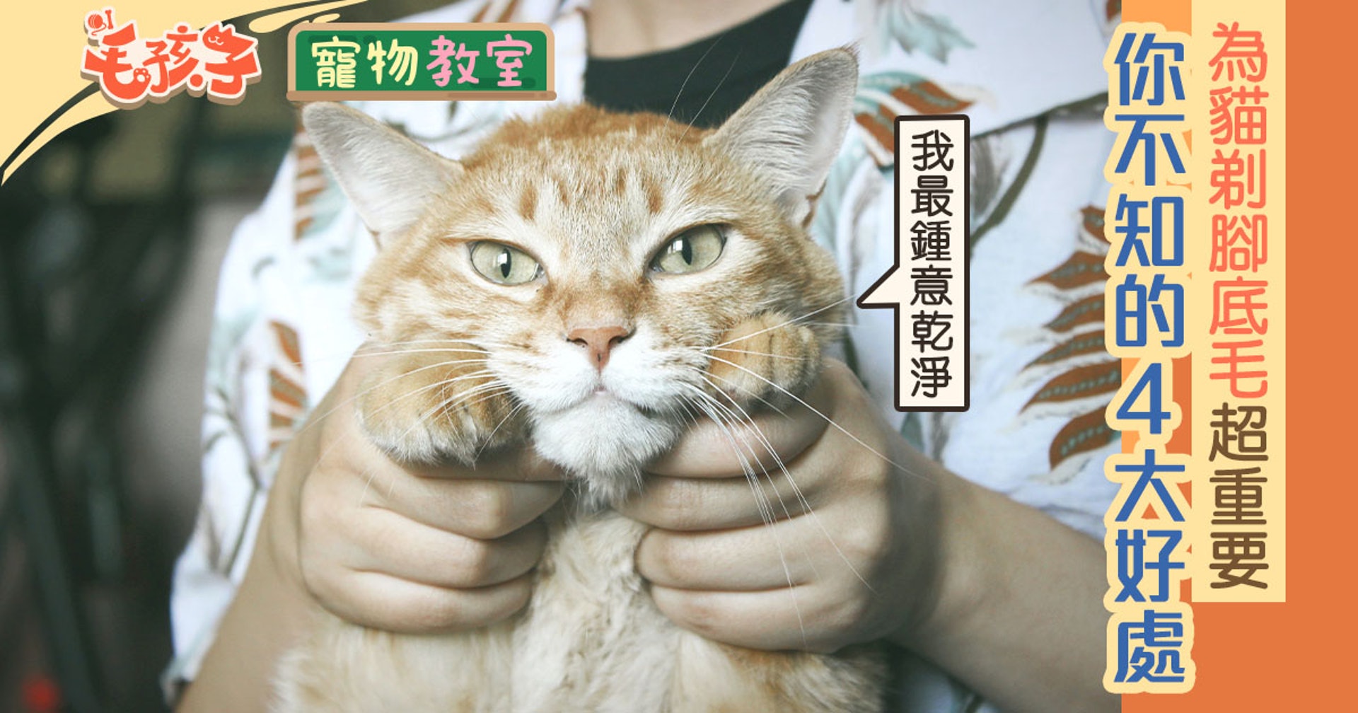 貓毛 貓肉球都要剃毛 剃貓毛入門教學4個方法輕鬆固定主子 香港01 寵物 貓毛 貓肉球都要剃毛 剃貓毛入門教學4個方法輕鬆固定主子 香港01 寵物