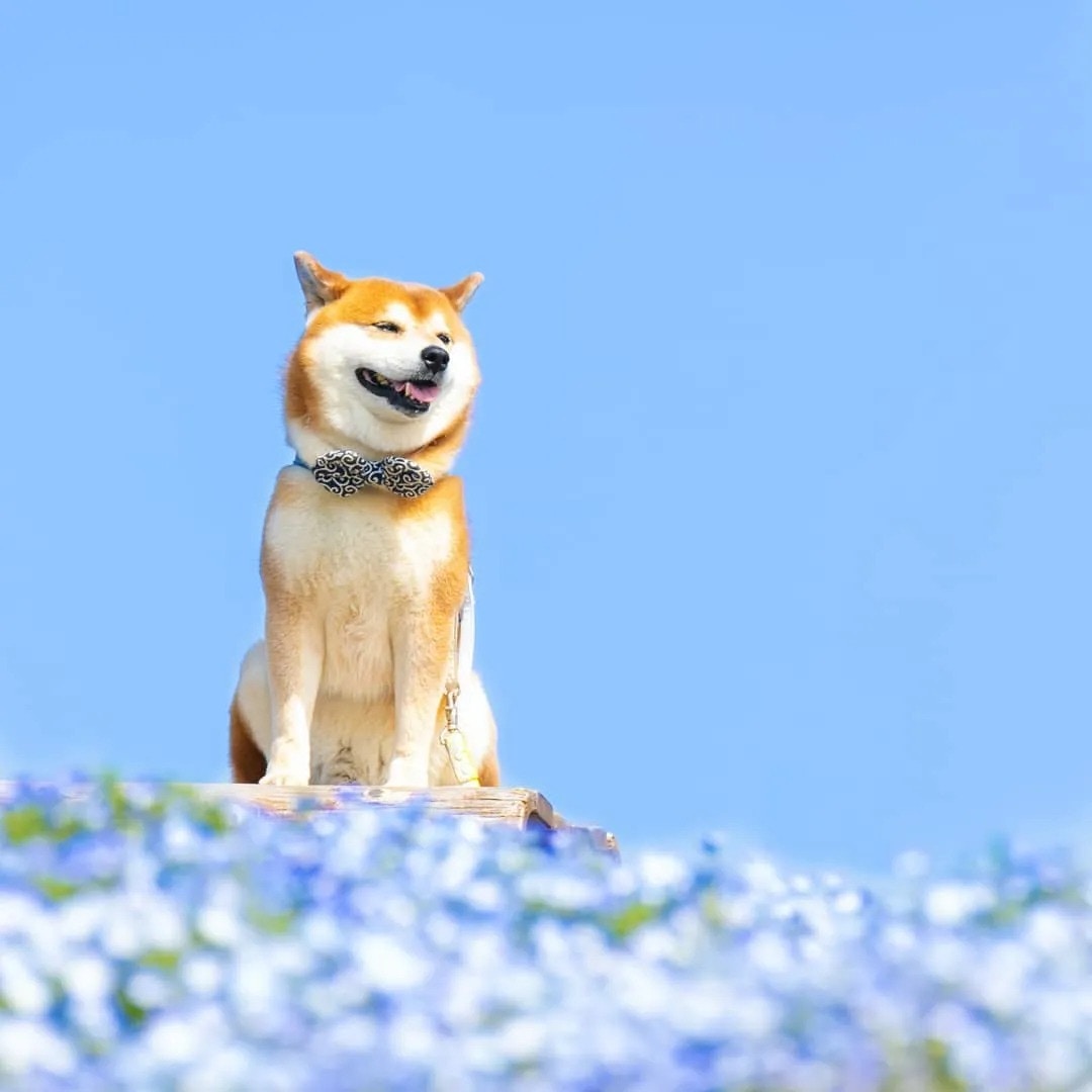 見到花海比食物更開心嘅傻笑柴犬身兼寫真界巨星同搜救犬兩職