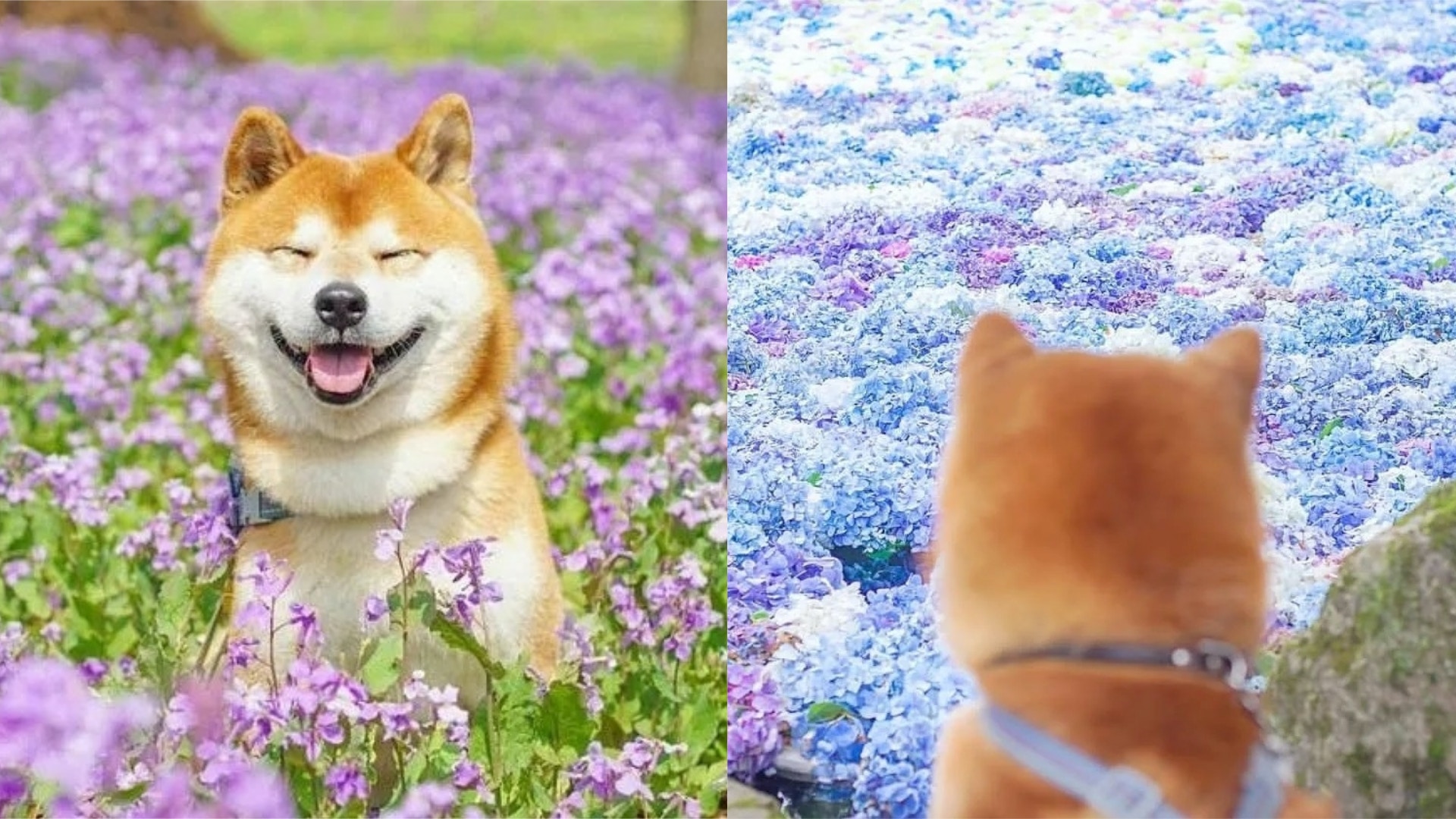 見到花海比食物更開心嘅傻笑柴犬身兼寫真界巨星同搜救犬兩職