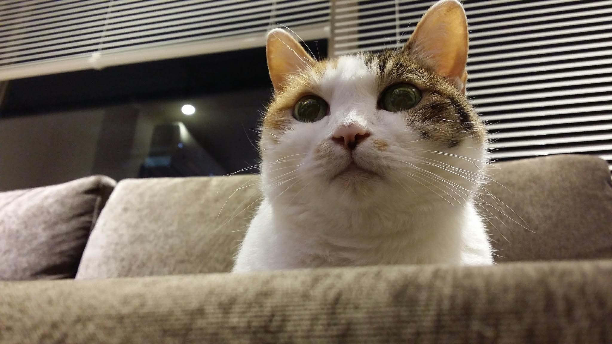 等於人類百歲 21歲長壽貓患腎衰竭3年還超精神爸爆4大長壽秘訣 香港01 寵物