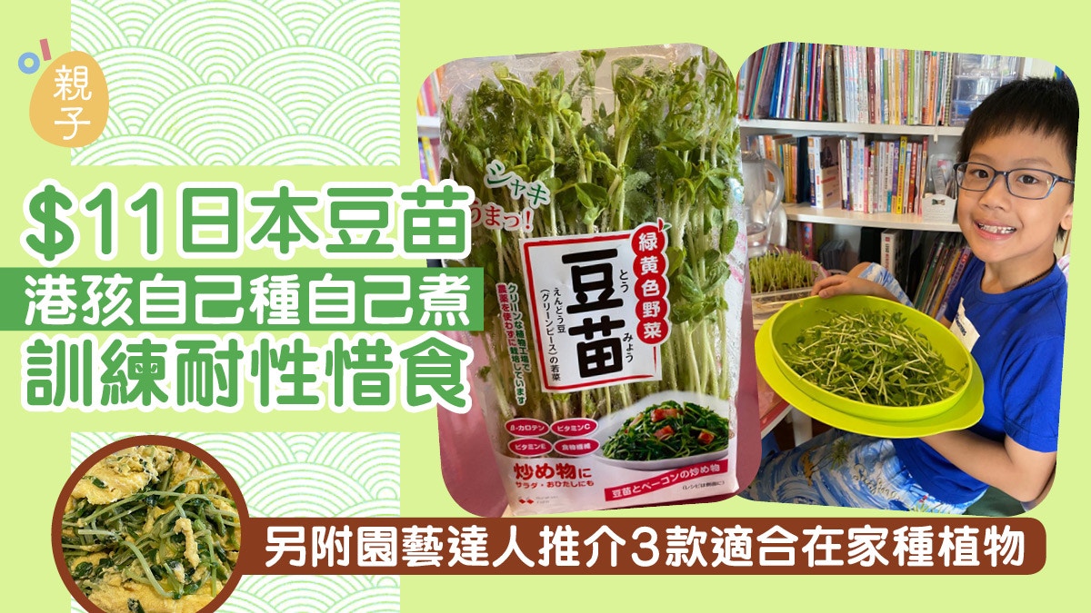 在家種植 日本豆苗自己種再煮香草生菜還有一種水果適合自家種 香港01 親子