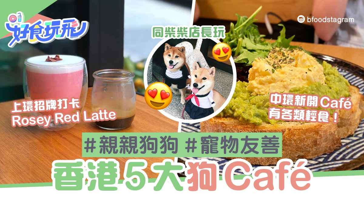 狗狗好去處 香港5間狗cafe推介black Sugar Coffee與柴犬互動 香港01 食玩買 狗狗好去處 香港5間狗cafe推介black Sugar Coffee與柴犬互動 香港01 食玩買