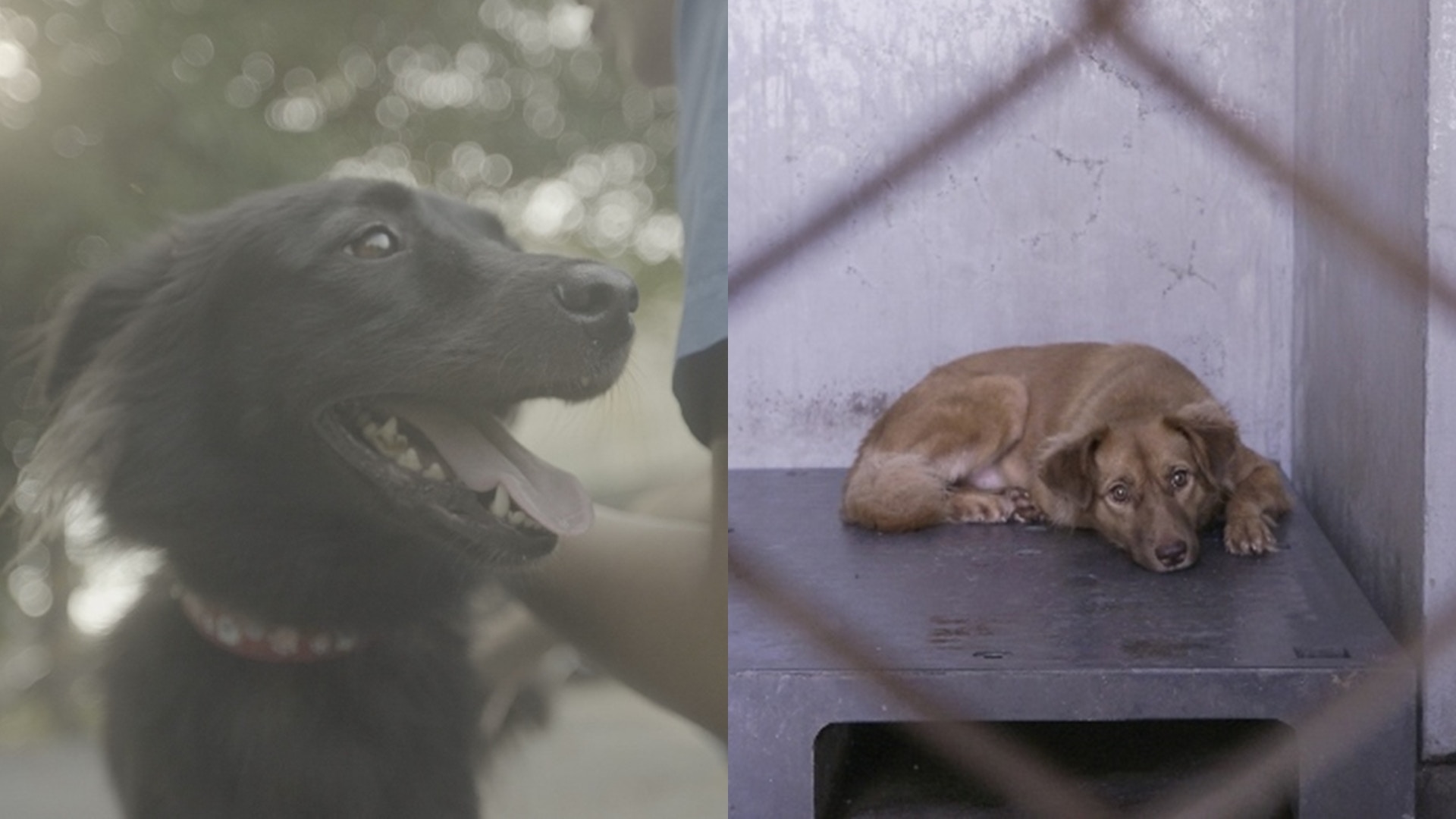 台灣紀錄片 十二夜2 再探討流浪動物網民 好驚又喊到眼腫 香港01 電影