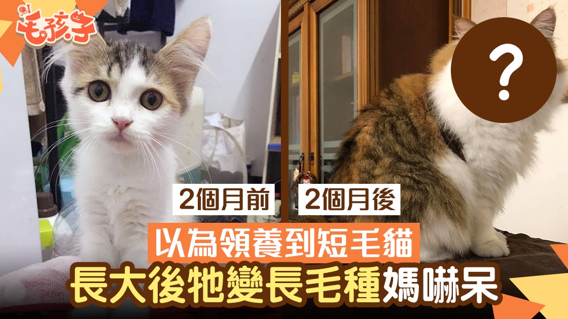 領養貓 以為領養到短毛貓長大後牠變長毛三色種媽嚇呆