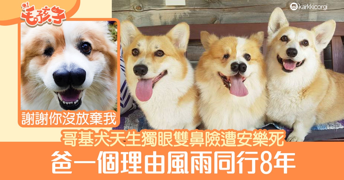 哥基犬 狗狗天生獨眼雙鼻險遭安樂死爸堅持收養只因一個理由 香港01 寵物