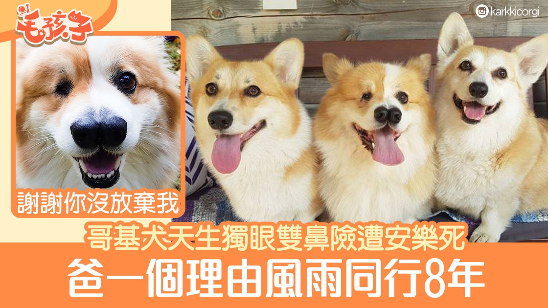 哥基犬 狗狗天生獨眼雙鼻險遭安樂死爸堅持收養只因一個理由 香港01 寵物