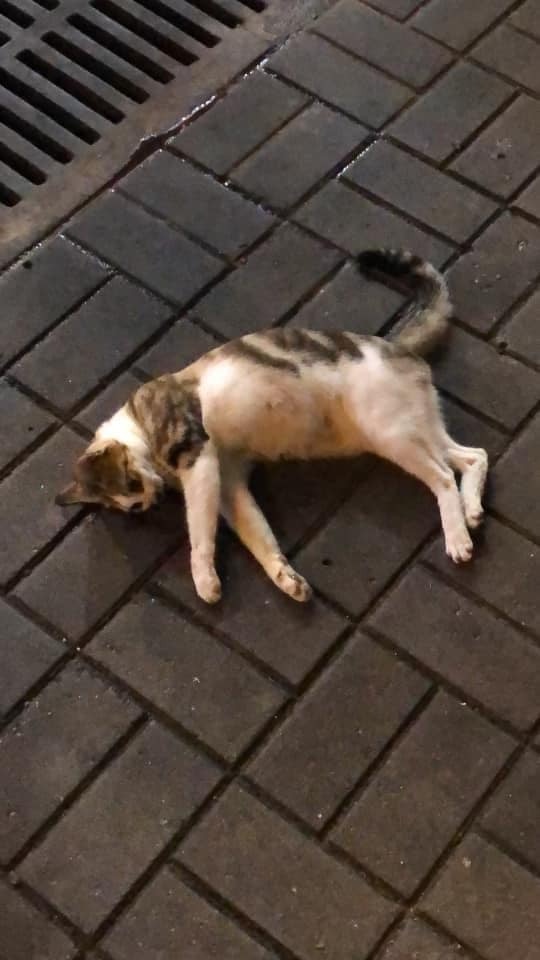 大埔廣福里前日(12日)發生貓隻疑被人從高空掉下案件,有街坊發現貓咪墮地後受重傷,即時向附近獸醫診所求助,惟貓咪最終不治。(黃兆健fb圖片) 大埔廣福里前日(12日)發生貓隻疑被人從高空掉下案件,有街坊發現貓咪墮地後受重傷,即時向附近獸醫診所求助,惟貓咪最終不治。(黃兆健fb圖片)