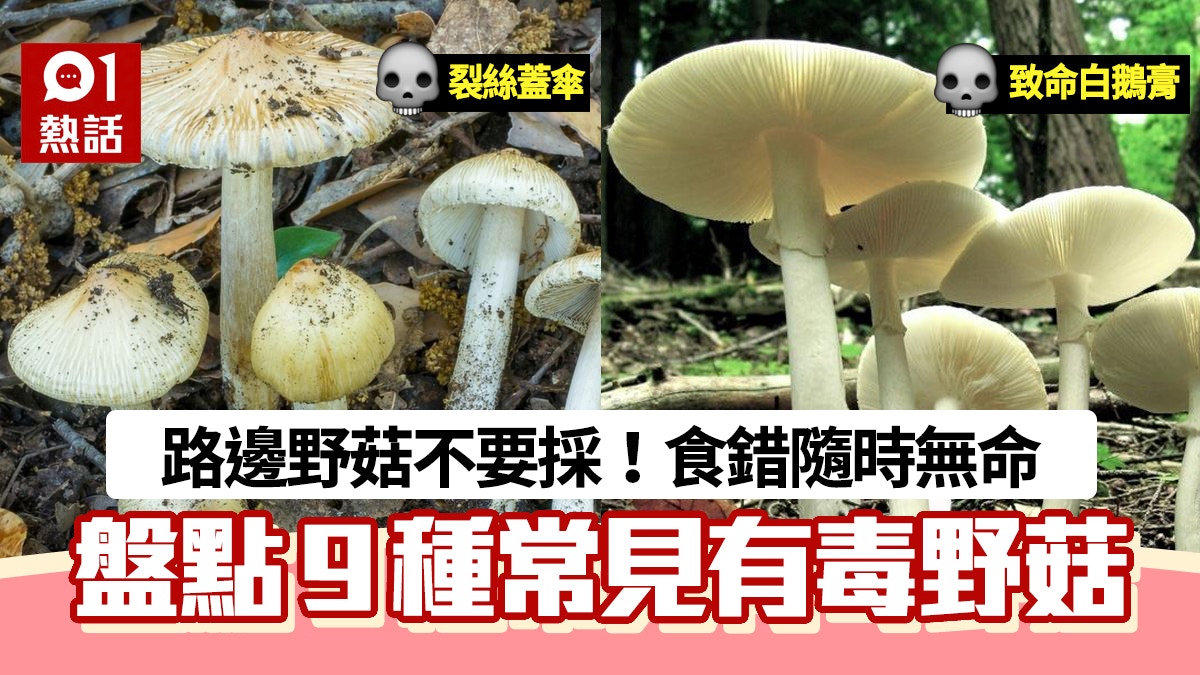 毒野菇圖鑑 2人紅磡採野菇食後中毒盤點9種常見毒菇2種可致命