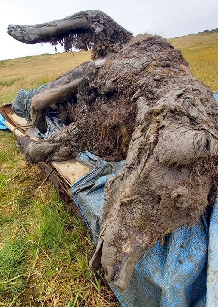 俄罗斯冻土中有猛兽“咧齿而笑”？1.5万年前绝种洞熊遗骸出土（组图） - 3