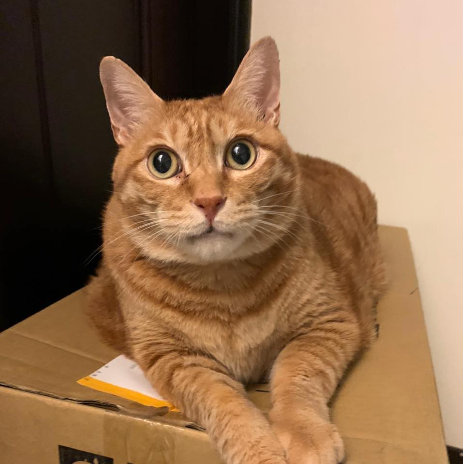 我們愛過嗎 肥橘貓住寵物旅館遇貓女搭訕反應不及牠秒嚇呆 香港01 寵物