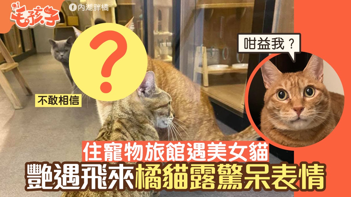 我們愛過嗎?肥橘貓住寵物旅館 遇貓女搭訕 反應不及牠秒嚇呆 我們愛過嗎?肥橘貓住寵物旅館 遇貓女搭訕 反應不及牠秒嚇呆