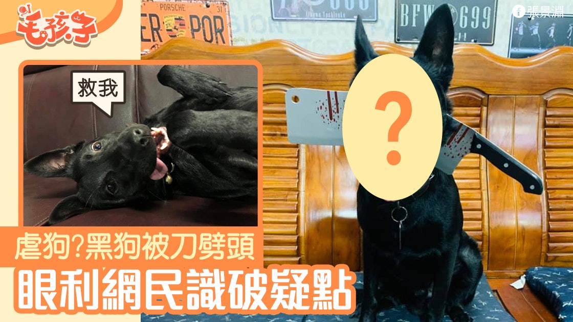 唐狗|黑狗遭利刀劈頭 流血令人超擔心 眼利網民識破「命案」 唐狗|黑狗遭利刀劈頭 流血令人超擔心 眼利網民識破「命案」