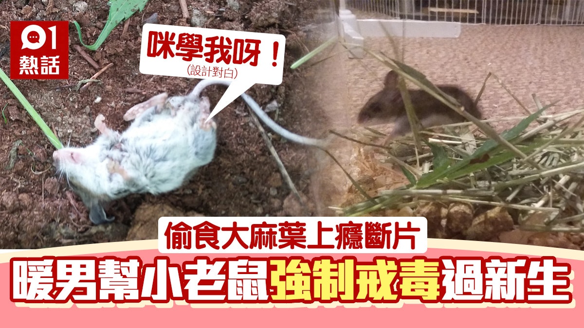 小老鼠瞓大麻葉堆食上癮 暖男「扣留」助戒毒 頒獎章再放歸自然 小老鼠瞓大麻葉堆食上癮 暖男「扣留」助戒毒 頒獎章再放歸自然