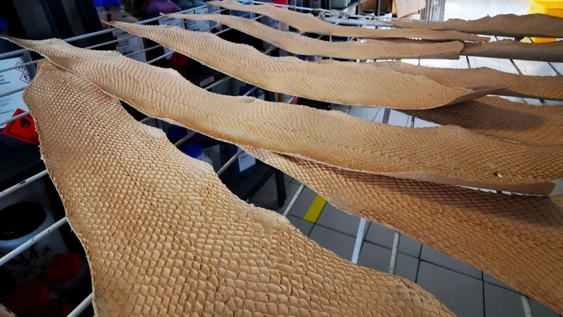 廚餘變時尚 法國公司用魚皮做皮革 聯手250品牌和生產商 廚餘變時尚 法國公司用魚皮做皮革 聯手250品牌和生產商