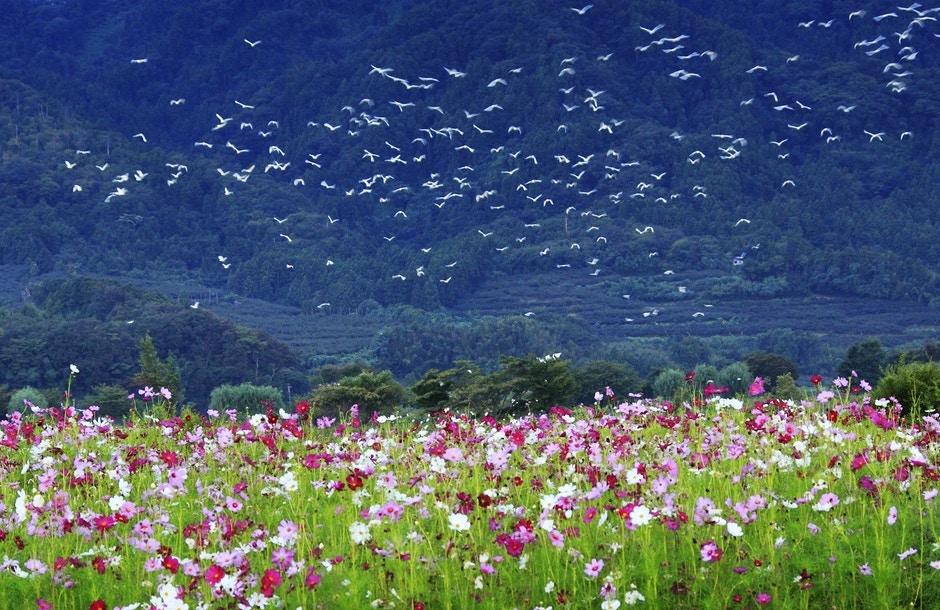 日本新潟深度遊 西蒲區四季花海紅葉 櫻花 稻田盡收眼底