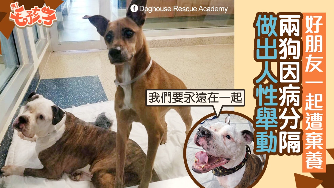 領養狗|與好友一起被棄養 狗狗因病分隔 做人性舉動令義工落淚 領養狗|與好友一起被棄養 狗狗因病分隔 做人性舉動令義工落淚