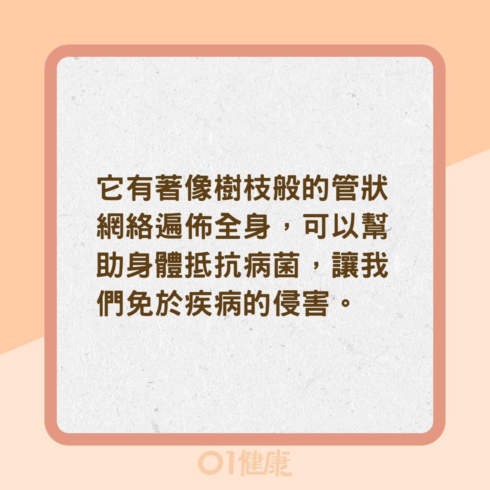 淋巴結是什麼?(01製圖) 淋巴結是什麼?(01製圖)