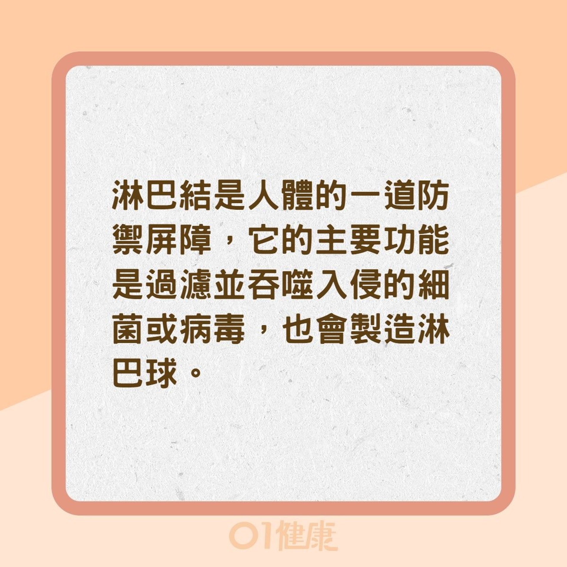淋巴結是什麼?(01製圖) 淋巴結是什麼?(01製圖)