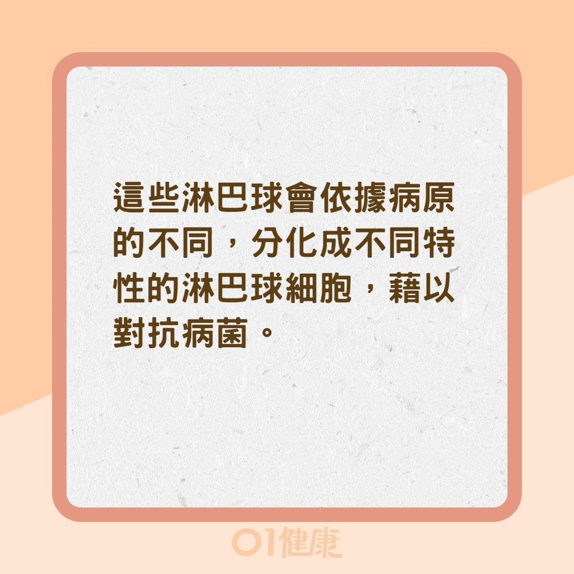 淋巴結是什麼?(01製圖) 淋巴結是什麼?(01製圖)