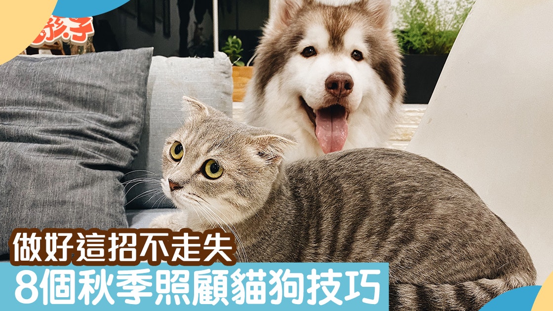 秋分|教你8招防貓狗秋季生病 梳毛、清潔、防疫、營養一文看清 秋分|教你8招防貓狗秋季生病 梳毛、清潔、防疫、營養一文看清