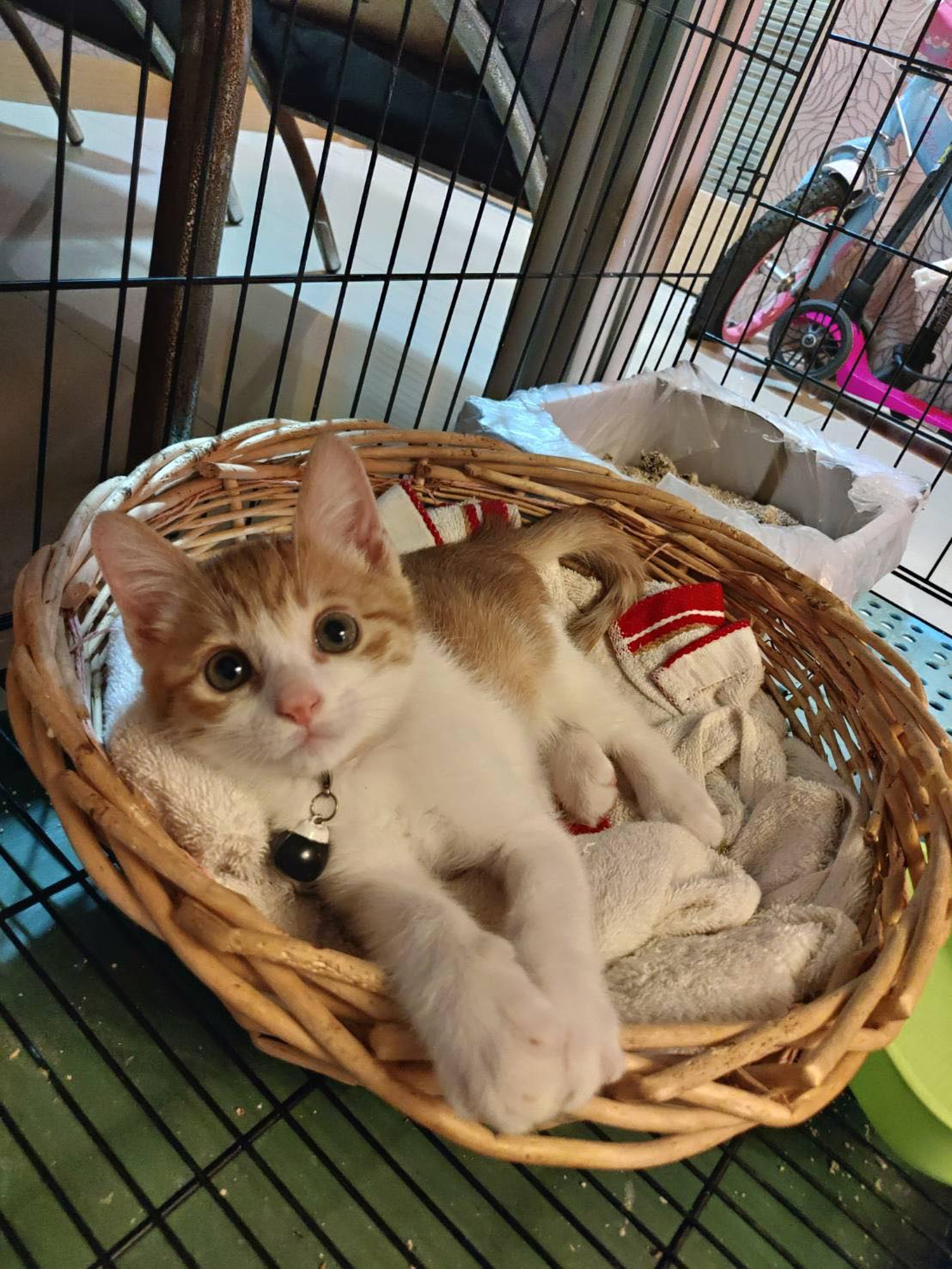 流浪貓 收編黃貓5個月體重暴增媽睇舊相嚇呆 基因大爆發 流浪貓 收編黃貓5個月體重暴增媽睇舊相嚇呆 基因大爆發