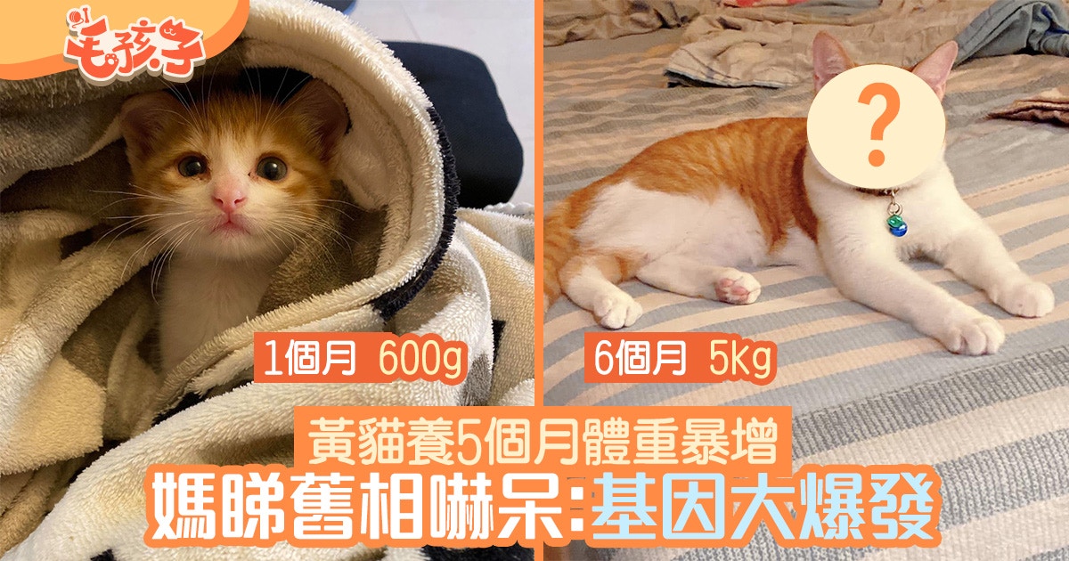 流浪貓 收編黃貓5個月體重暴增媽睇舊相嚇呆 基因大爆發