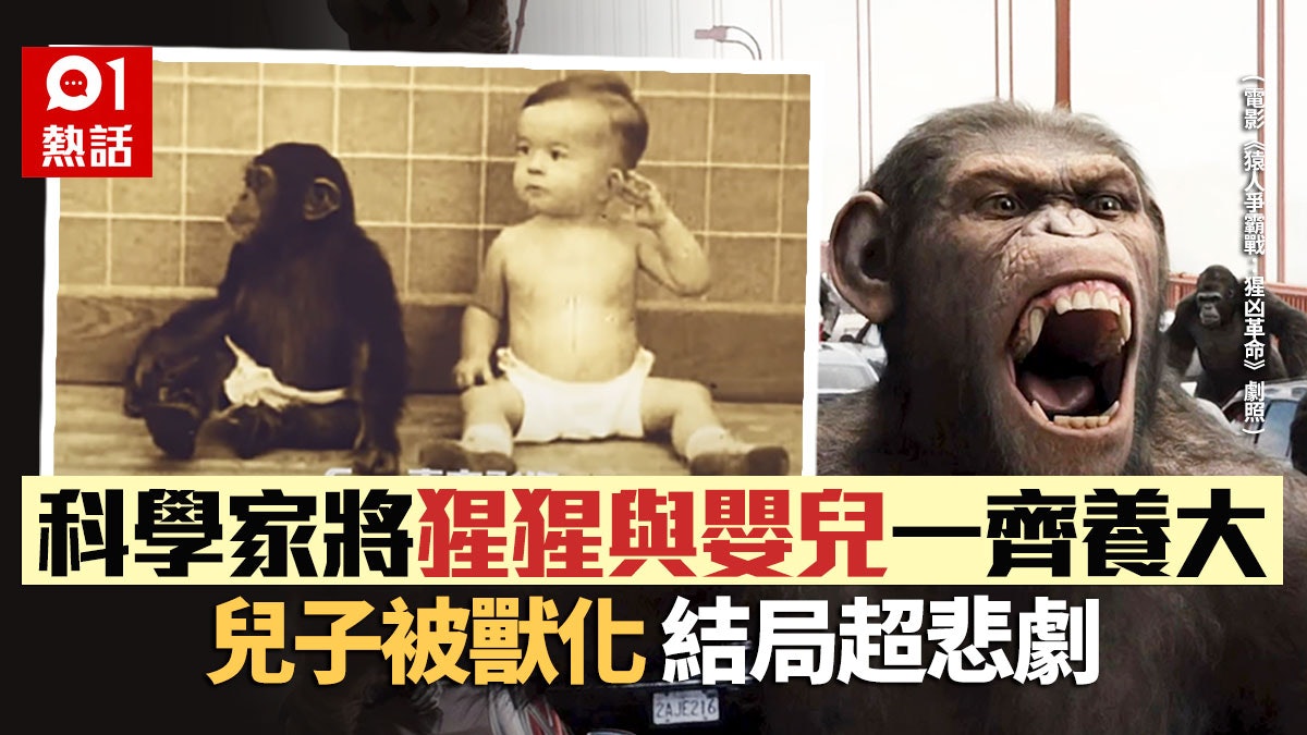 猿人爭霸戰 現實版 學者教猩猩與人類生活結果禍延兒子一生 香港01 熱爆話題 猿人爭霸戰 現實版 學者教猩猩與人類生活結果禍延兒子一生 香港01 熱爆話題