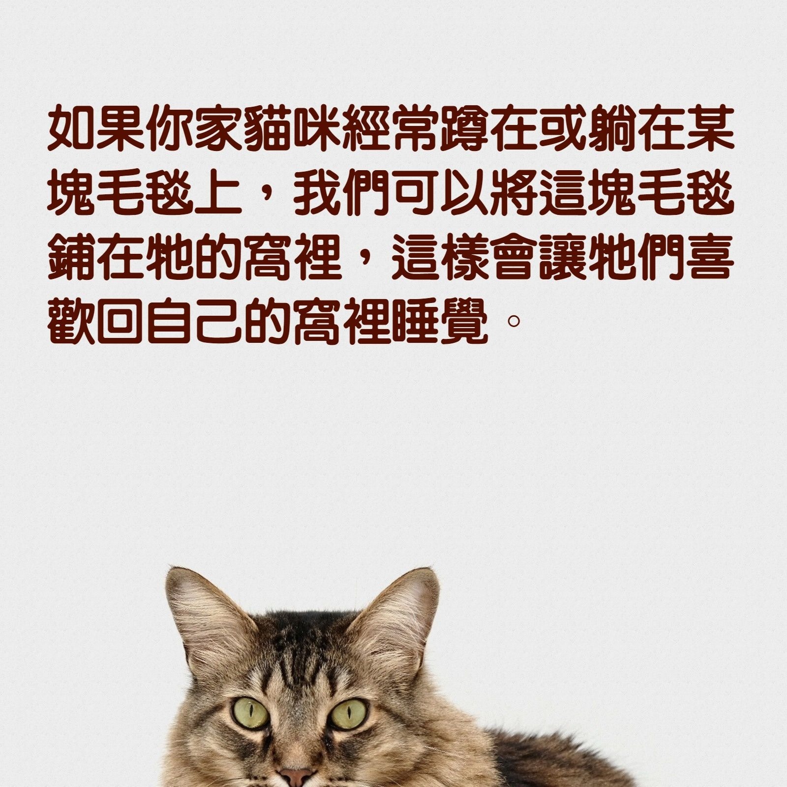 貓訓練｜貓咪夜夜笙歌令貓主失眠4招教你讓貓乖乖回睡床