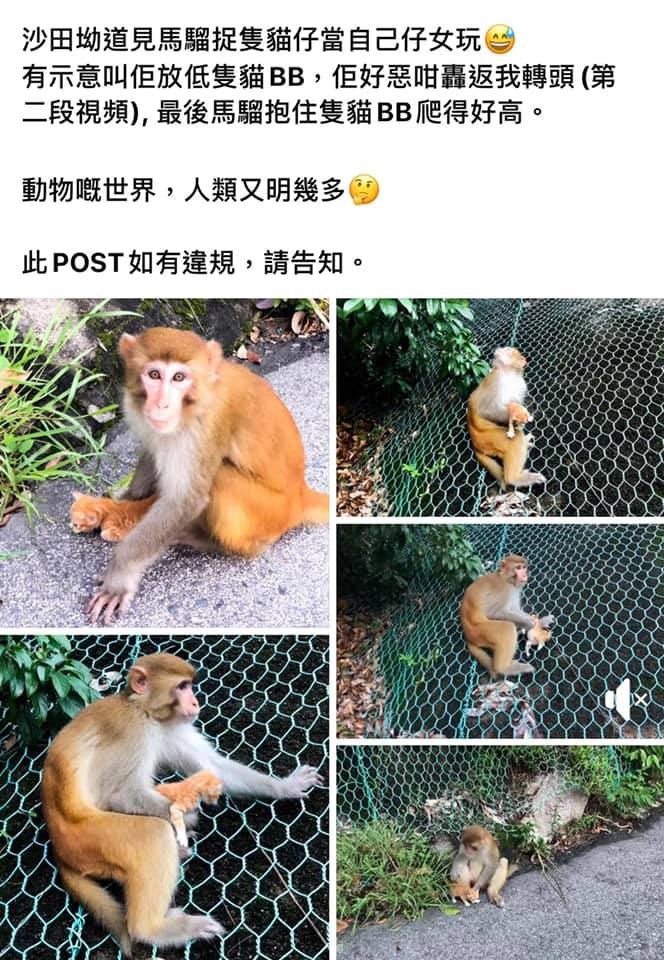 網民行山期間發現猴子抱著小貓。(facebook截圖) 網民行山期間發現猴子抱著小貓。(facebook截圖)